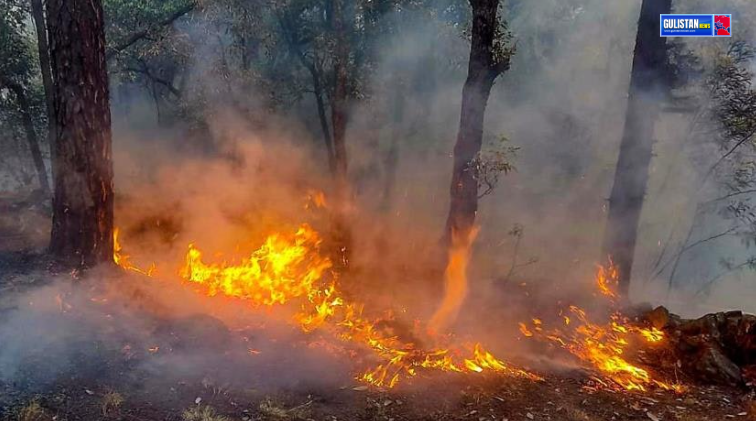 Forest Fire Alert in Kashmir Gulistan News Tv